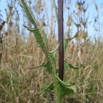 dipsacus_laciniatus4