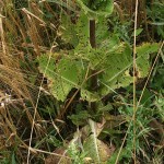 dipsacus_laciniatus5