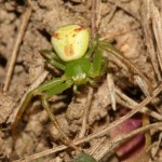 ebrechtella_tricuspidata1