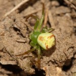 ebrechtella_tricuspidata2