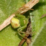 ebrechtella_tricuspidata3