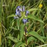 gentiana_cruciata1