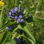 gentiana_cruciata2
