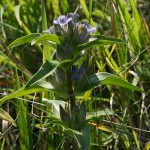 gentiana_cruciata3