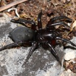 gnaphosa_lucifuga1