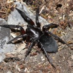 gnaphosa_lucifuga2