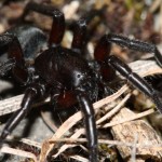 gnaphosa_lucifuga3