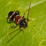 phymatodes_alni1