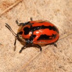 pilemostoma_fastuosa1