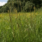 plantago_maritima_subsp_ciliata2