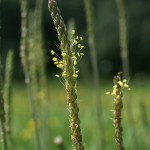 plantago_maritima_subsp_ciliata3