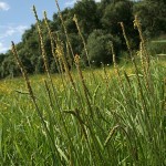 plantago_maritima_subsp_ciliata4