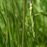 plantago_maritima_subsp_ciliata5