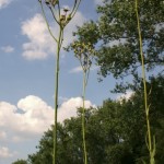 sonchus_palustris1