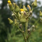 sonchus_palustris2