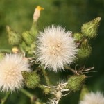 sonchus_palustris3