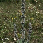 stachys_germanica1