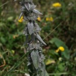 stachys_germanica2