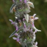 stachys_germanica3