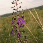 verbascum_phoeniceum1