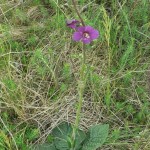 verbascum_phoeniceum2