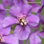verbascum_phoeniceum3