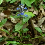 Ajuga reptans 2