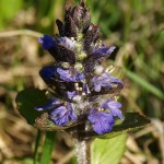 Ajuga reptans 3
