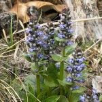 Ajuga reptans 4