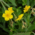 Helianthemum grandiflorum 1