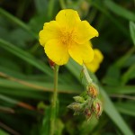 Helianthemum grandiflorum 2