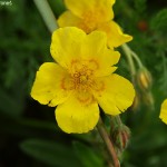 Helianthemum grandiflorum 3