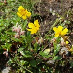 Helianthemum grandiflorum 4