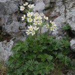 anemone_narcissiflora1