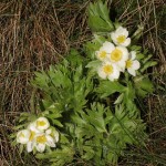 anemone_narcissiflora3