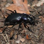 carabus_violaceus1