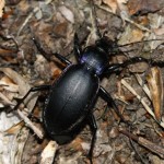 carabus_violaceus2