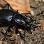 carabus_violaceus3