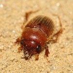 codocera_ferruginea2