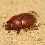 codocera_ferruginea3