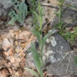 cynoglossum_montanum1