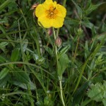 helianthemum_grandiflorum_subsp_grandiflorum1