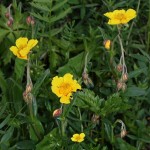 helianthemum_grandiflorum_subsp_grandiflorum2