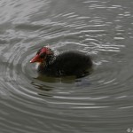 fulica_atra4