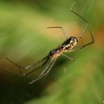 neriene_radiata1