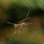 neriene_radiata2