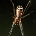 neriene_radiata3