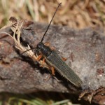 oberea_moravica3