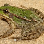 pelophylax_kl._esculentus1