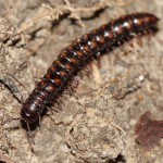 strongylosoma_stigmatosum1